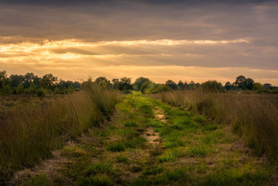 Swamp in recke, germany.