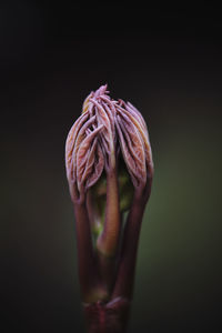 Close-up of rose flower against black background