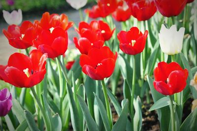 Close-up of red tulips in bloom