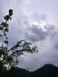 Low angle view of tree against sky