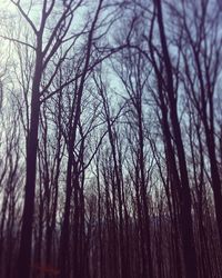 Low angle view of bare trees in forest