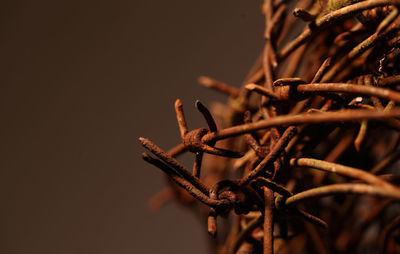 Close-up of rusty plant