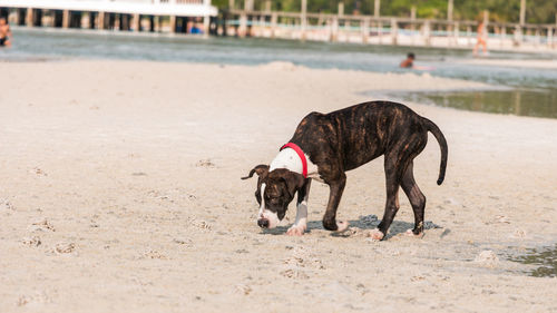 Two dogs on beach
