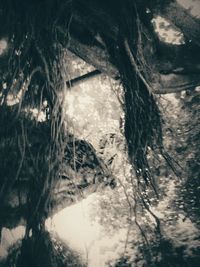 Trees in water