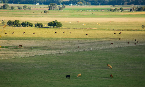 Flock of sheep grazing in a field