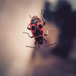 Close-up of insect