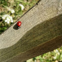 Close-up of ladybug on tree