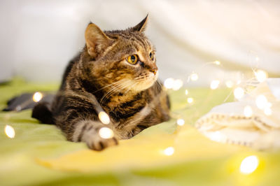 Close-up of a cat looking away