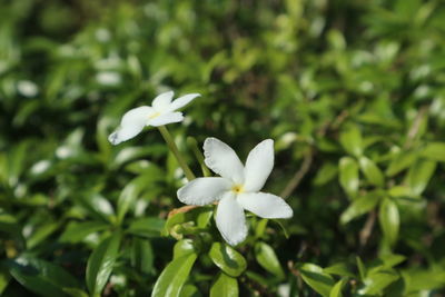 Close-up of white flowering plant