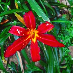 High angle view of red flowering plant