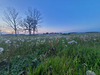 Scenic view of field against clear sky