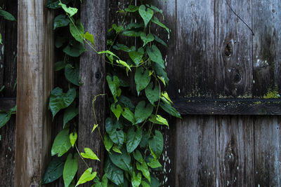 Ivy growing on wooden fence