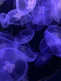 Close-up of jellyfish swimming in sea