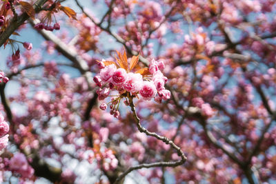 Close-up of pink cherry blossom