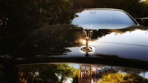 Reflection of trees in water