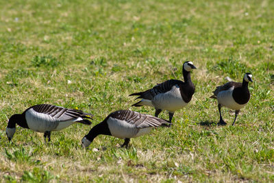 Ducks on field