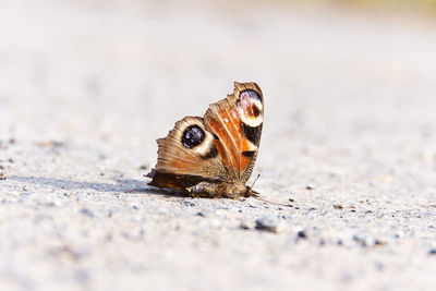 Dead butterfly on field