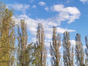 Low angle view of trees against sky during winter