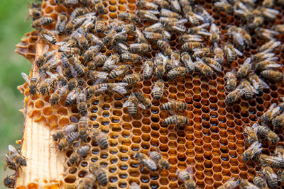 Close-up of honey bees