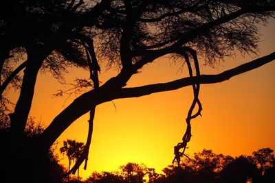 Silhouette of tree at sunset