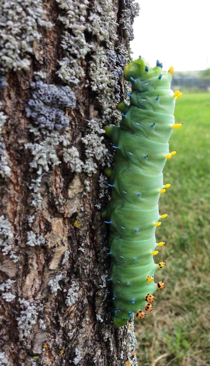 growth, close-up, green color, focus on foreground, nature, plant, spiked, thorn, cactus, sharp, growing, day, tree, tranquility, natural pattern, beauty in nature, outdoors, tree trunk, textured, sunlight