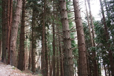 Low angle view of bamboo trees in forest