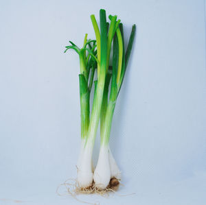 Close-up of plant against white background