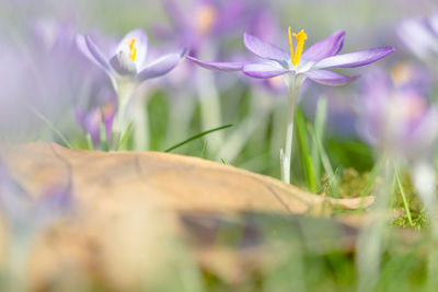 Close-up of purple crocus flowers on field