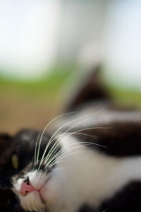 Close-up of cat