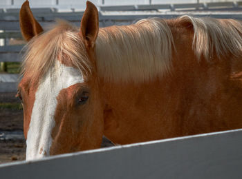 Close-up of horse in stable