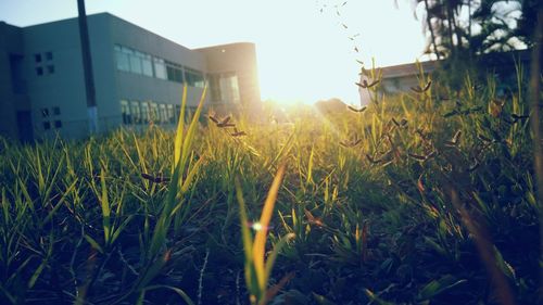 Close-up of plants growing on field against clear sky