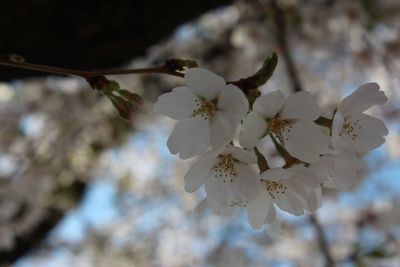 Close-up of cherry blossom tree