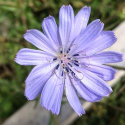 Close-up of purple flower