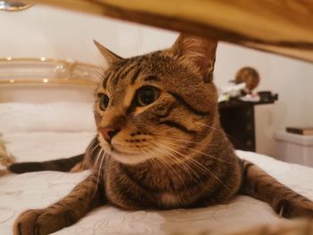 Close-up of a cat resting on bed