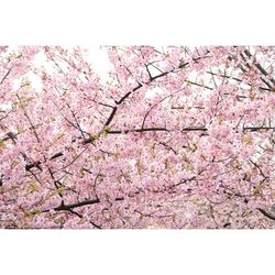 Low angle view of pink flowers