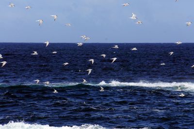 Seagulls flying over sea against sky