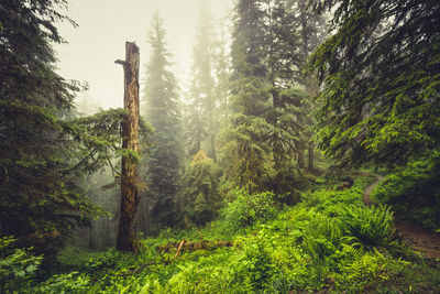 Pine trees in forest