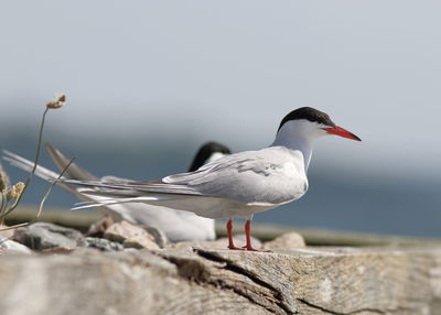 Close-up of seagull perching on rock