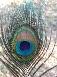 Close-up portrait of peacock