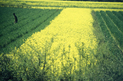 Scenic view of agricultural field