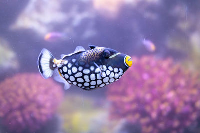 Close-up of fish swimming in sea