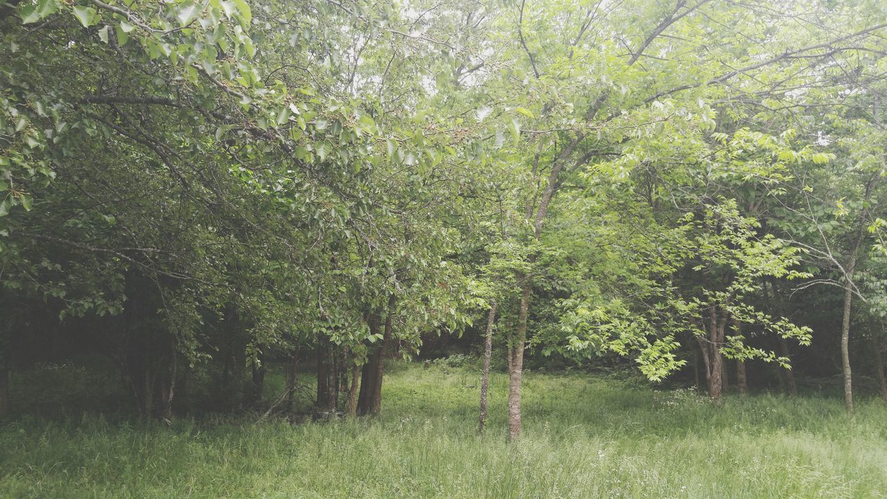 TREES ON FIELD