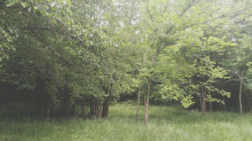 Trees growing on field