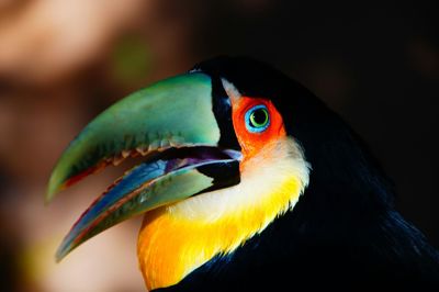 Close-up of parrot