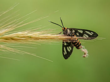 Close-up of butterfly