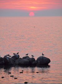 Ducks swimming in lake against sky during sunset