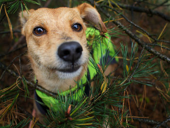Close-up portrait of dog on field