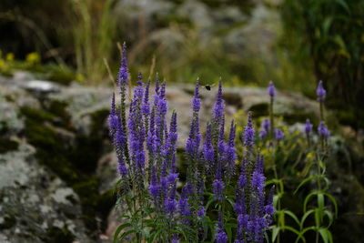 Close-up of purple flowering plants on field