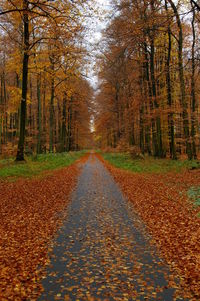 Road amidst trees in forest during autumn
