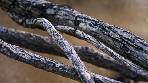 Close-up of frozen tree